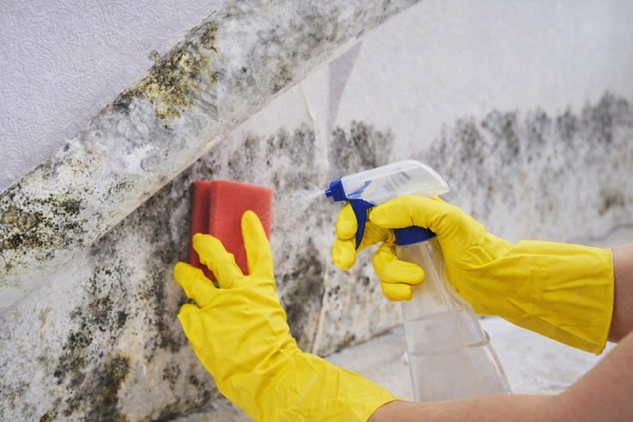 Як позбутися плісняви ​​в будинку